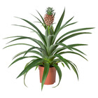 ANANAS АНАНАС
