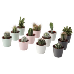 CACTACEAE КАКТУС