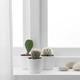 CACTACEAE КАКТУС