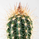 CACTACEAE КАКТУС