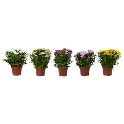 CHRYSANTHEMUM ХРИЗАНТЕМА
