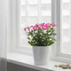 CHRYSANTHEMUM ХРИЗАНТЕМА