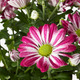 CHRYSANTHEMUM ХРИЗАНТЕМА