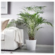 DYPSIS LUTESCENS ДИПСИС ЖЕЛТОВАТЫЙ