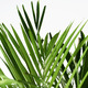 DYPSIS LUTESCENS ДИПСИС ЖЕЛТОВАТЫЙ