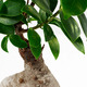 FICUS ФИКУС