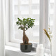 FICUS ФИКУС