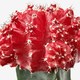 GYMNOCALYCIUM ГИМНОКАЛИЦИУМ
