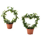 HEDERA HELIX ХЕДЕРА ХЕЛИКС