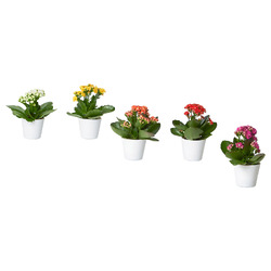 KALANCHOE КАЛАНХОЭ