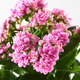 KALANCHOE КАЛАНХОЭ