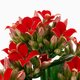 KALANCHOE КАЛАНХОЭ