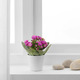 KALANCHOE КАЛАНХОЭ