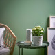 KALANCHOE КАЛАНХОЭ