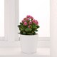 KALANCHOE КАЛАНХОЭ