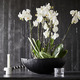 PHALAENOPSIS ФАЛЕНОПСИС