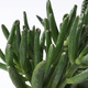 SUCCULENT СУККУЛЕНТЫ