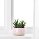 SUCCULENT СУККУЛЕНТЫ